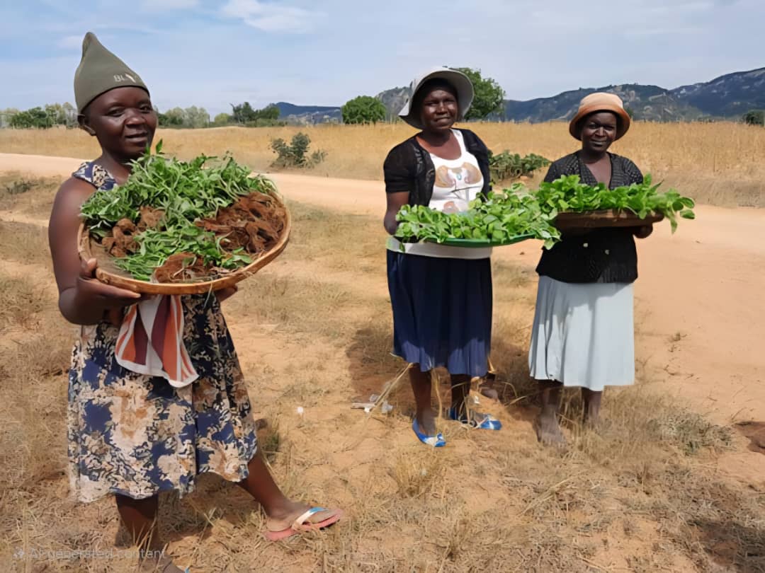 LEAD Development Resources